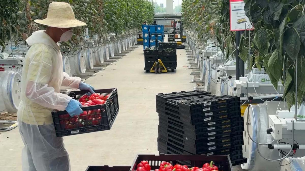 Achat local: un partenariat conclu entre les Fermes Lufa et Walmart